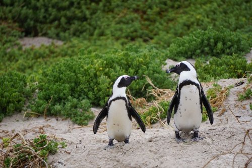 penguins-3994532_1280(1)